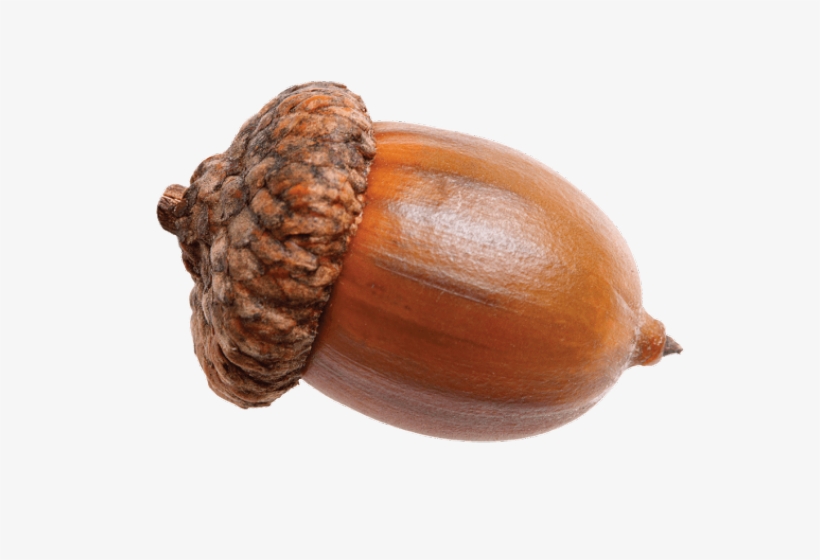 Acorn Clipart Transparent Background - Acorn No Background, transparent png download