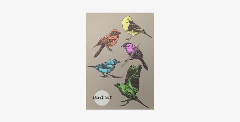 Set Of Highly Detailed Colorful Hand-drawn Birds - Bird, transparent png download