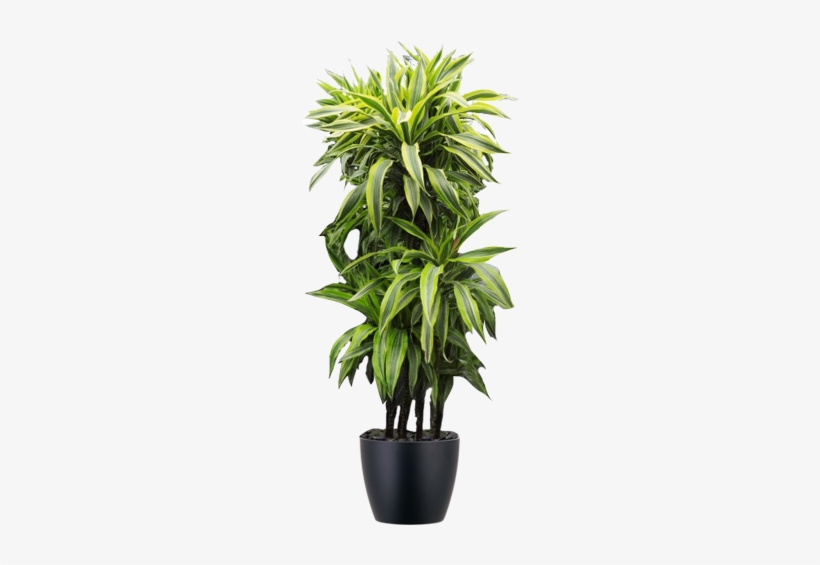 Medium Light Plants - Plantas Para Dentro De Una Casa, transparent png download