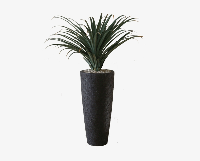 1 - 2 - - Houseplant, transparent png download