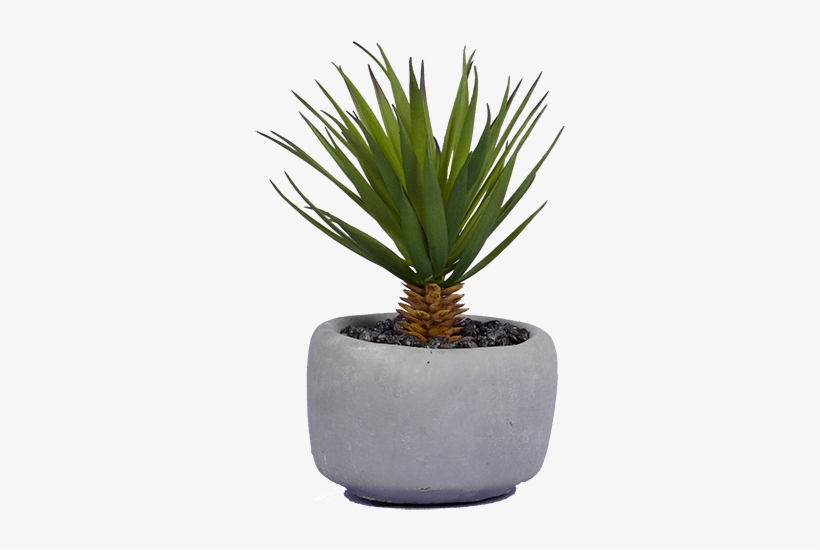 Agave Azul, transparent png download