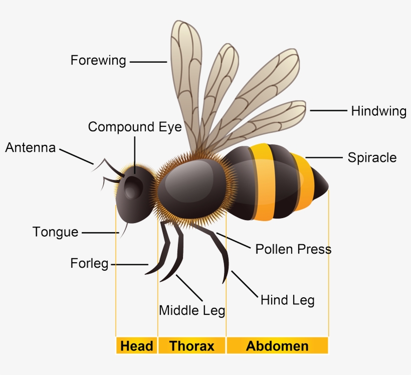 Biology - Bee, transparent png download
