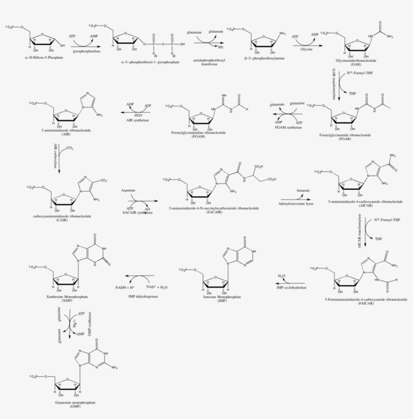 Gmp De Novo Synthesis - Diagram, transparent png download