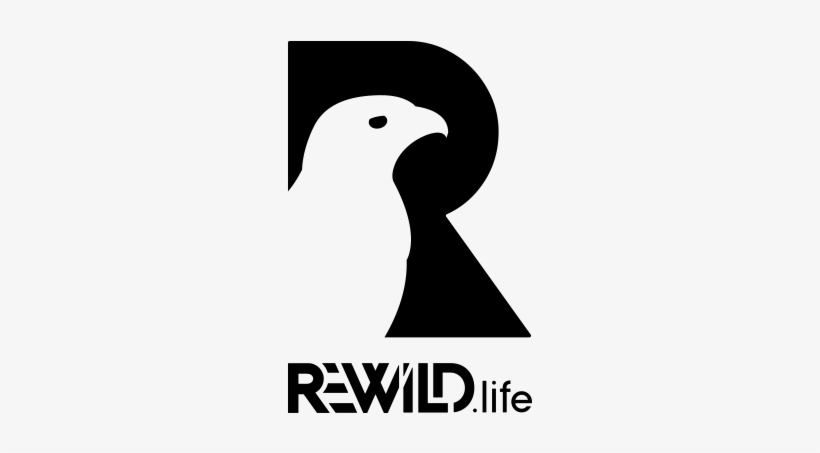 Bird Png, transparent png download