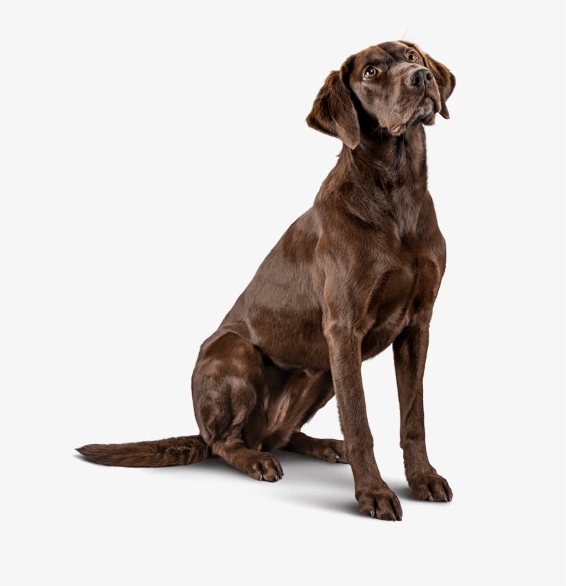 Sensitive Skin Formula For Adult Dogs - Dog Sensitive, transparent png download