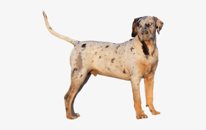 Appearance Of Catahoula Leopard Dog - Catahoula Leopard Dog Png, transparent png download