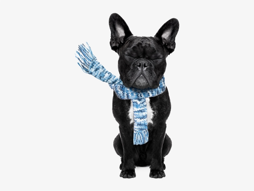 Mewtogo Pet Chew Durable Rope Toys-teeth Aids Cotton, transparent png download