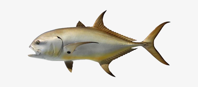 Crevalle Jack, transparent png download