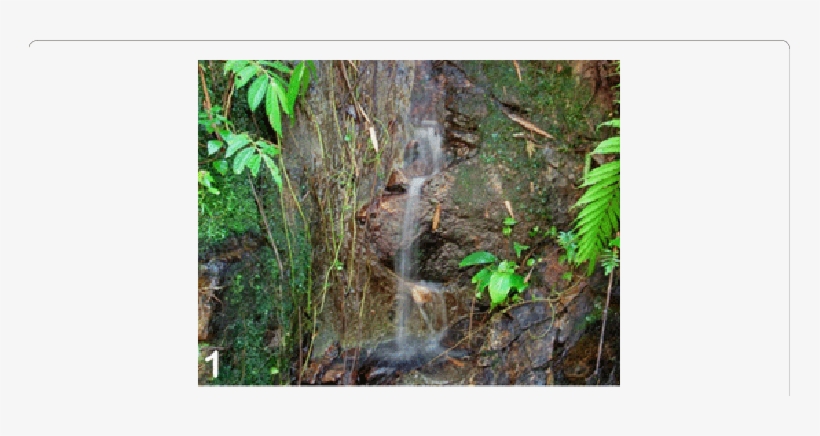 Hygropetric Rocks And Attached Roots And Mosses At - Entomology, transparent png download