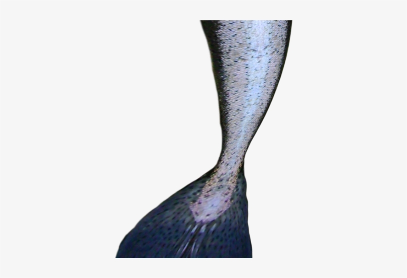 Mermaid Tail Png Transparent Images - Mermaid Tail, transparent png download
