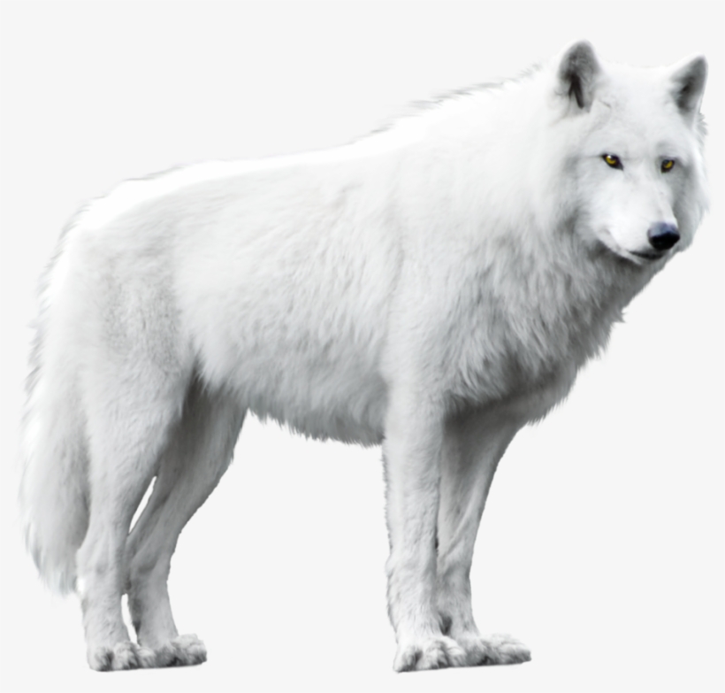 White Wolf Png - Wolf With White Background, transparent png download