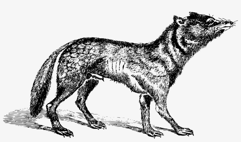 Big Image - Japanese Wolf, transparent png download