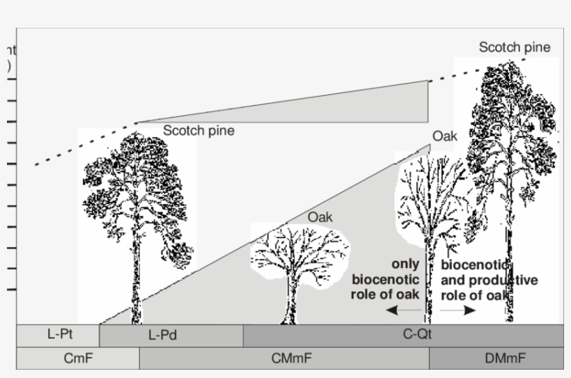 Comparison Of Growth Of Pine And Oak In Coniferous - Forest Type Tree Comparison, transparent png download