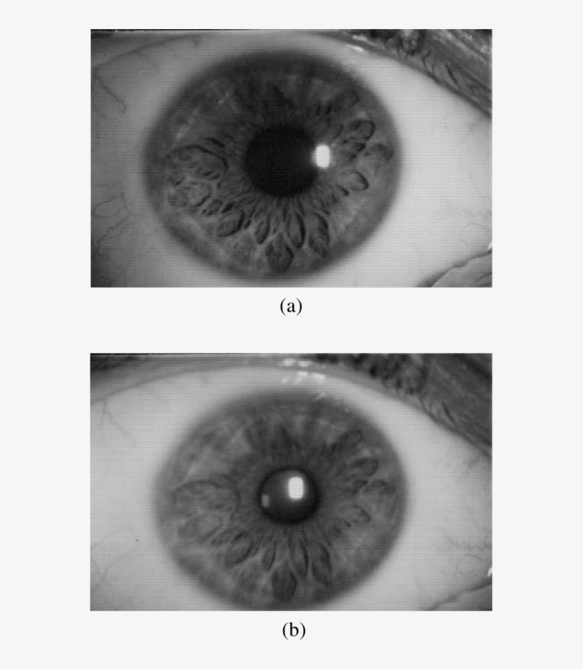 Variation In Pupil Size When The Light Beam Is More - Pupil, transparent png download