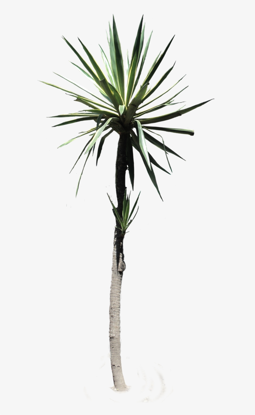 Desert Plant Png Black And White Stock Plants Transparent Png 628x1271 Free Download On Nicepng