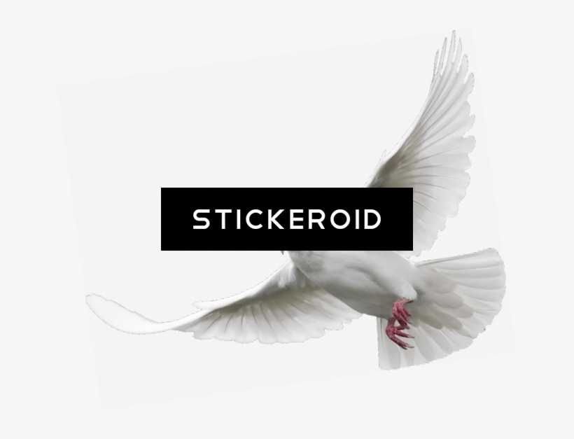 Dove - Rock Dove, transparent png download