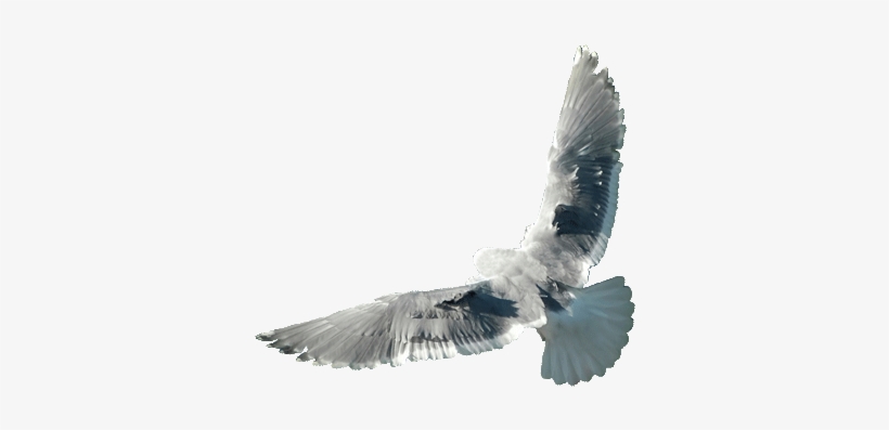 Dove Logo Cutout Twide - Logo, transparent png download