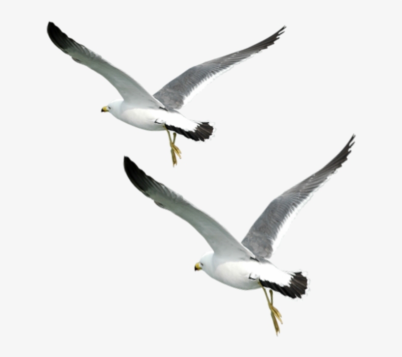 Ftestickers Birds Flying Fly Love Sunset Sea Seabirds - White, transparent png download