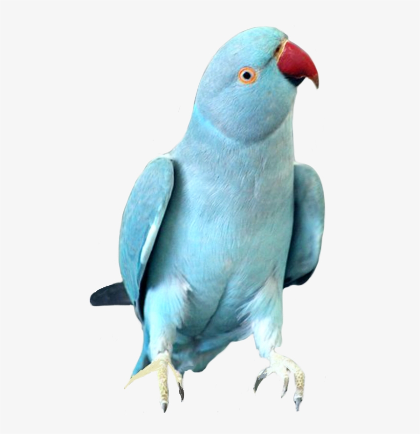 Indian Ringneck Parrot, transparent png download