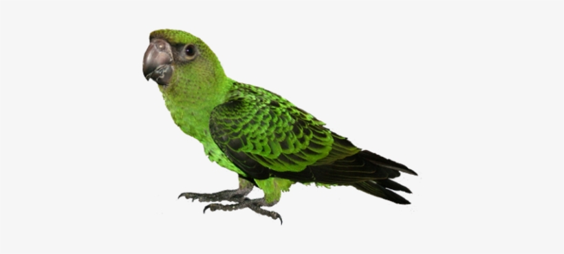 Prices - Park, transparent png download