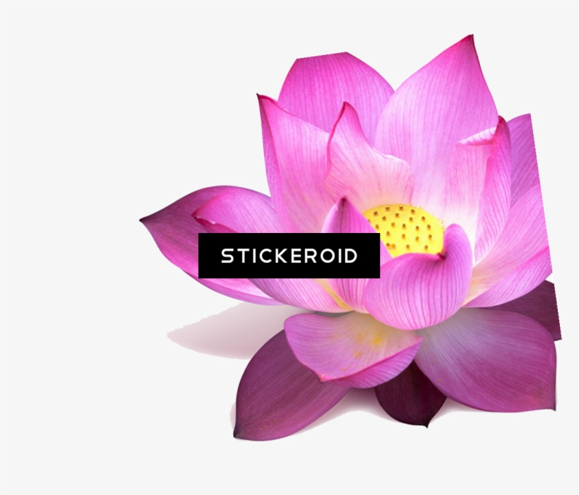 Lotus Flower - Wallmonkeys Wall Decals Wallmonkeys Magenta Lotus Flower, transparent png download