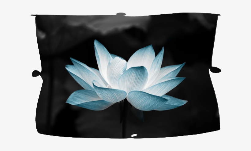 Lotus Flower - Indian Lotus Flower Oval Ornament, transparent png download