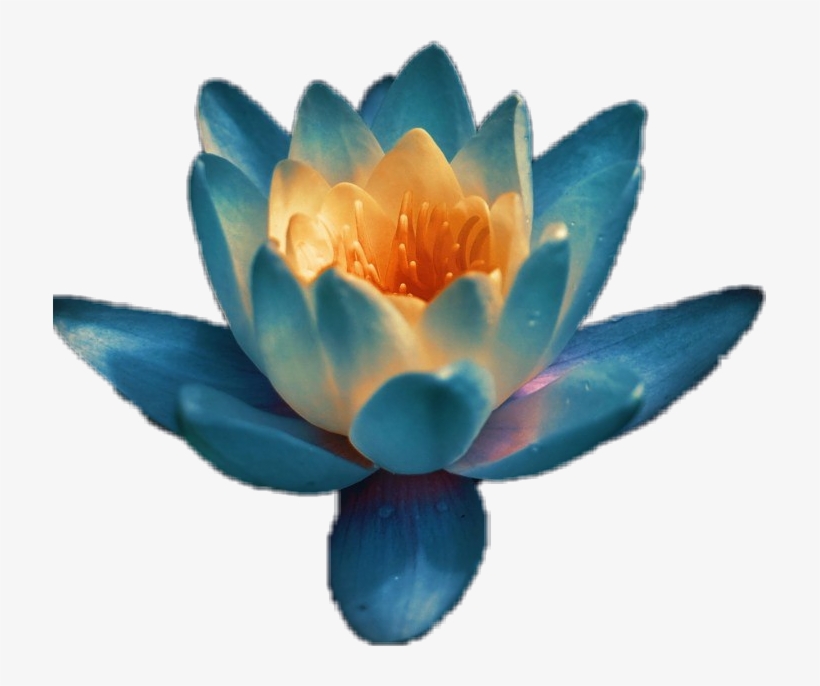 Sacred Lotus, transparent png download