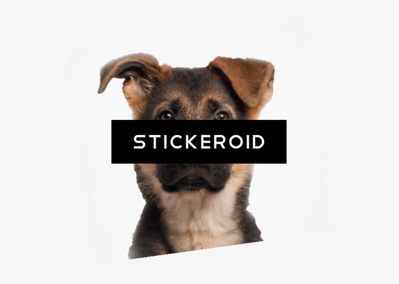 Young German Shepherd - Companion Dog, transparent png download