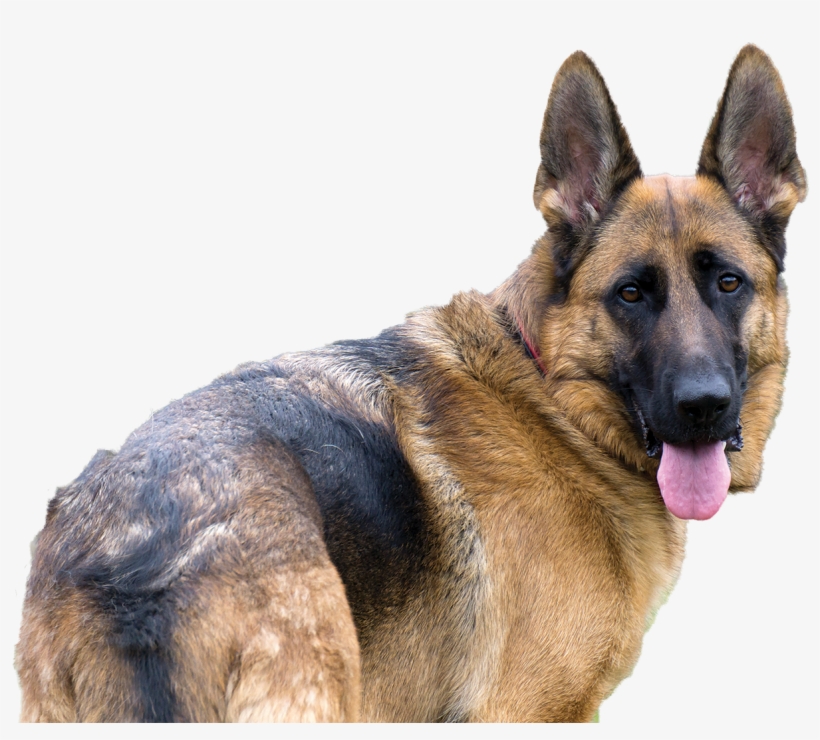 German Shepherd - Old German Shepherd Dog, transparent png download