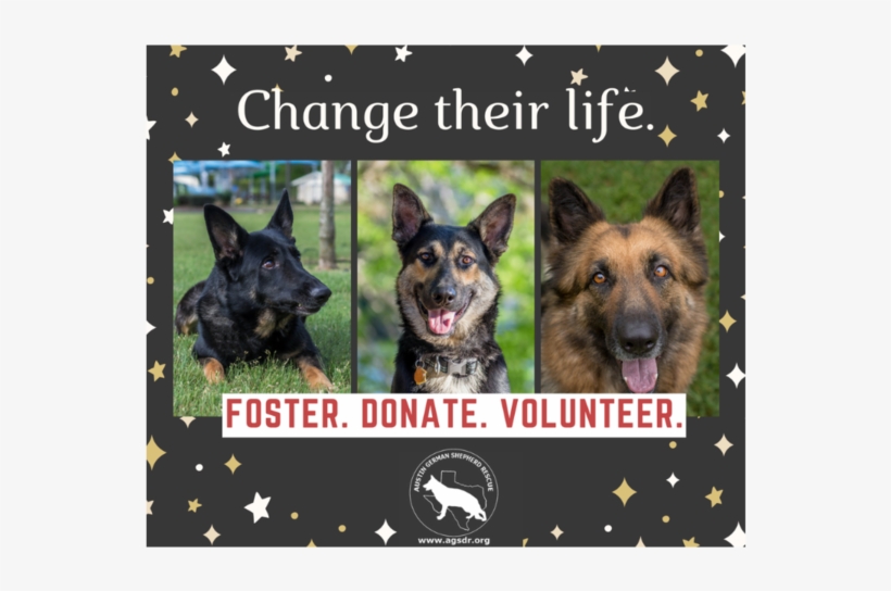 Austin German Shepherd Rescue Foster Program - Old German Shepherd Dog, transparent png download