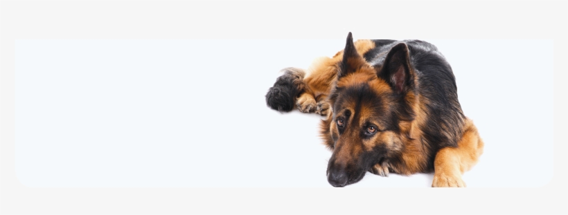 Degenerative Myelopathy - Dog, transparent png download