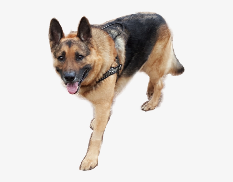 Old German Shepherd Dog, transparent png download