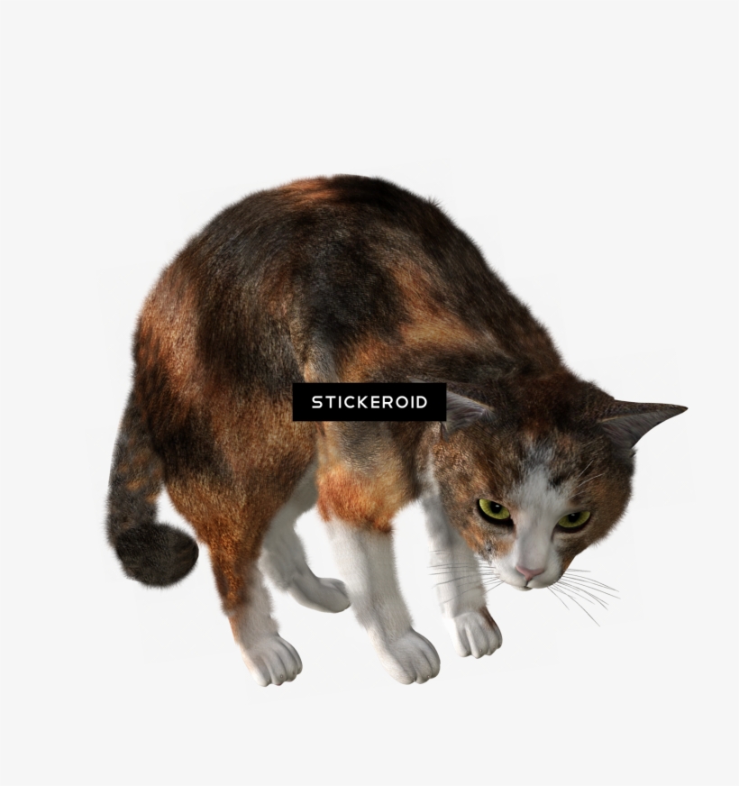 Cat Kitten Катэ Кот Котэ Кошак - Cat, transparent png download