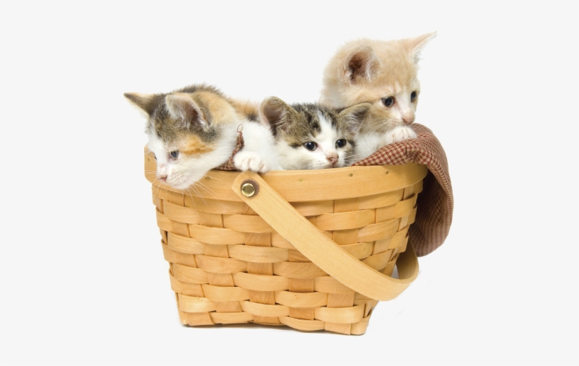 Put All Your Pets In One Basket - Kittens In A Basket Png, transparent png download