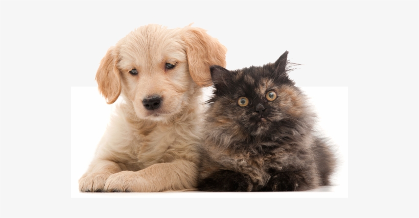 Puppy And Kitten Club - Pretty Pets, transparent png download
