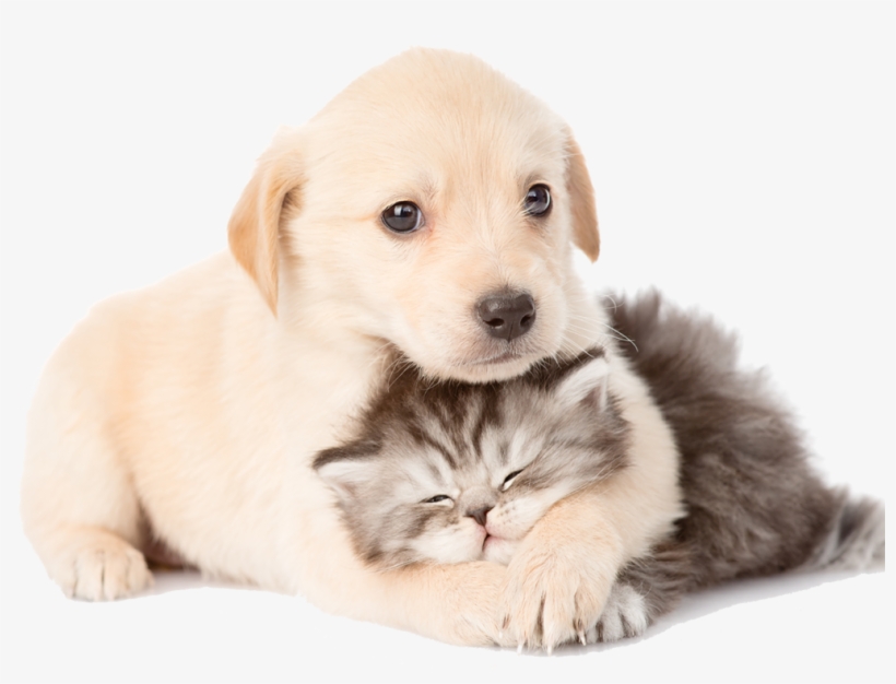 Puppy And Kitten Laying Together - Cat And Dog, transparent png download