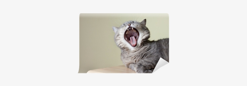 Cat Yawning With Mouth Wide Open And Shows Fangs Wall - British Shorthair Teeth, transparent png download
