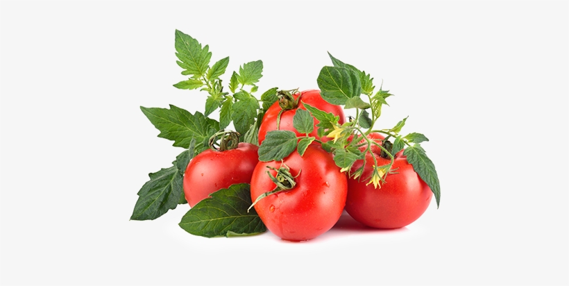 Tomato, transparent png download