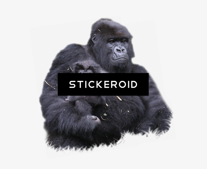 Gorilla - Mountain Gorilla, transparent png download