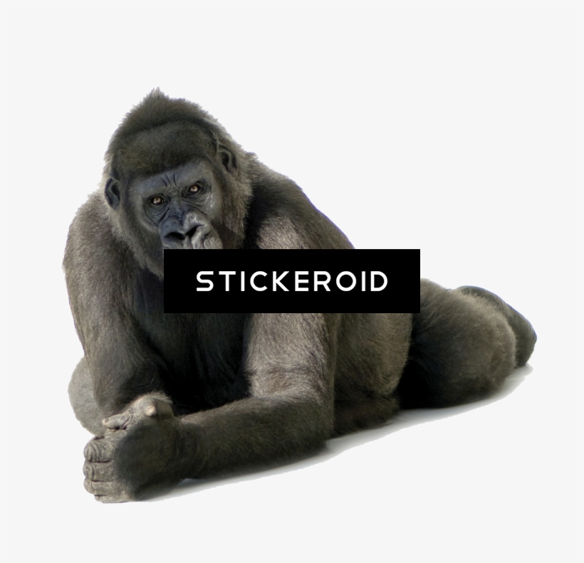 Gorilla - Portable Network Graphics, transparent png download
