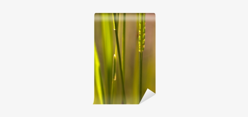 Vase, transparent png download