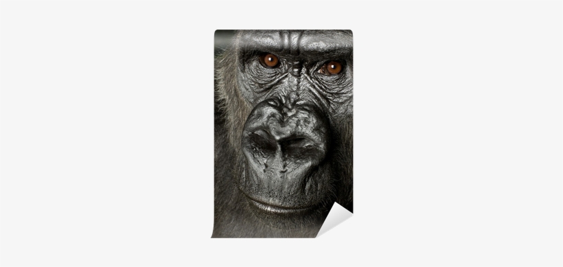 Gorilla, transparent png download