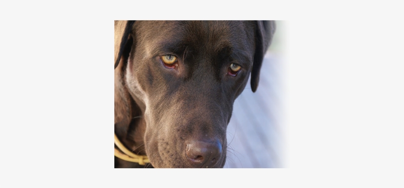 Sore Eyes In Dogs - Dog, transparent png download