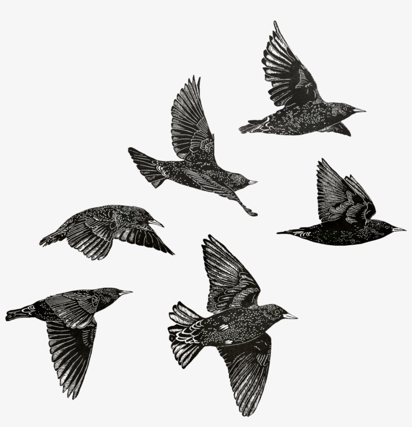 European Starlings Sheet - Common Starling, transparent png download