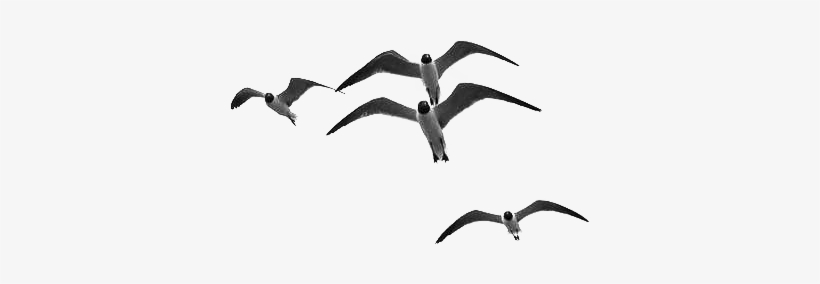 42 Pm 123312 Drnuke Overlay Grass 02 9/30/2016 - California, transparent png download