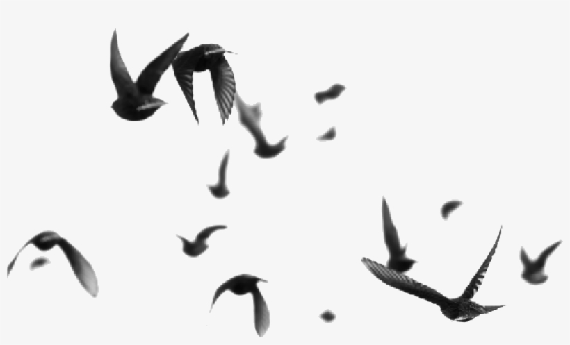 Log On Any Day, Anytime With 4g Lte Unlimited Wireless - Flock Of Birds Up Close, transparent png download