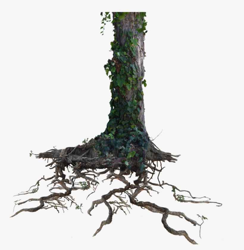 Tree Trunk Roots With Ivy Png Stock Photo 1077 By Annamae22 - Tree Trunk Transparent Background, transparent png download