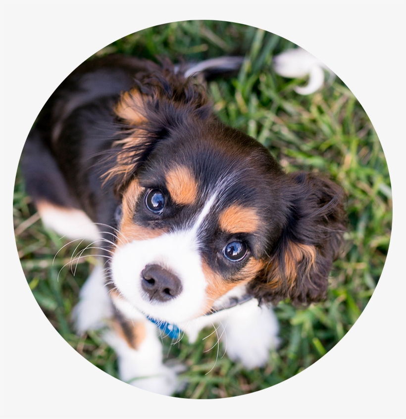 Want To Learn More About Puppy Socialization - Dog, transparent png download