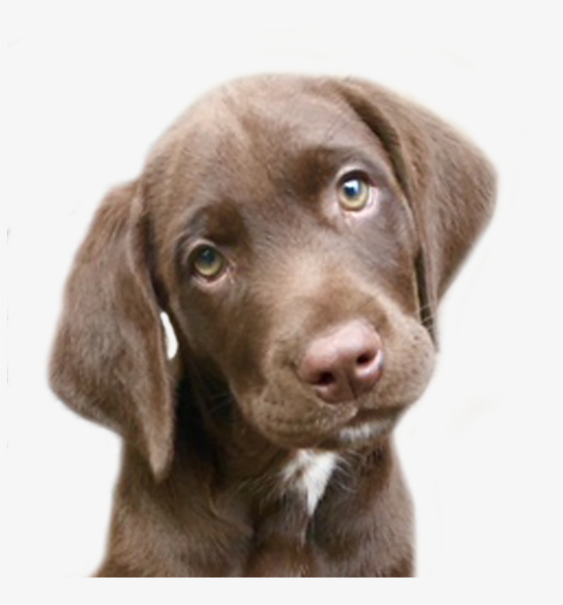 Puppy - Dog, transparent png download