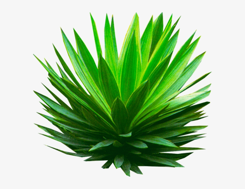 Palm Plant Png - Plant Transparent, transparent png download